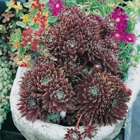 Sempervivum 'King George'