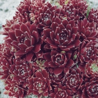 Sempervivum 'Rauhreif'