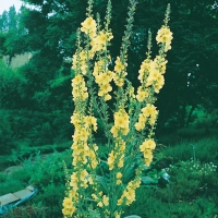 Verbascum 'Gainsborough'