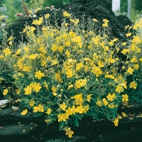 Verbascum 'Letitia'