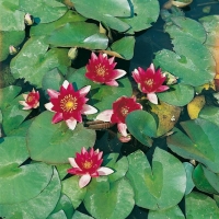 Nymphaea 'Attraction'