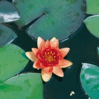 Nymphaea 'Aurora'