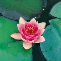 Nymphaea 'Charles de Meurville'