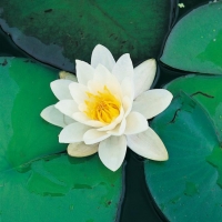 Nymphaea 'Marliacea Albida'