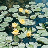 Nymphaea 'Sulphurea'