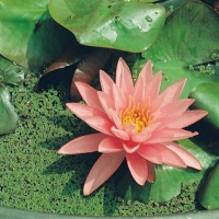 Nymphaea 'Rose Arey'