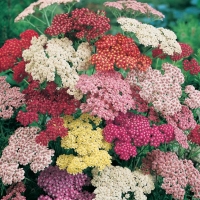 Achillea philipendulina (Achillea)