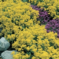 Alyssum saxatile (Alisso giallo)