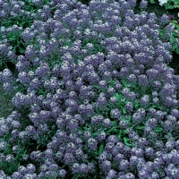 Alyssum maritimum violetto (Alisso)