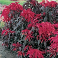 Amaranthus bicolor (Amaranto)