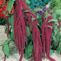 Amaranthus caudatus (Amaranto)