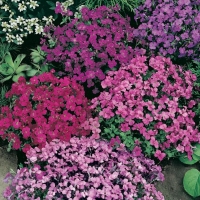 Aubrietia deltoidea (Aubrezia)