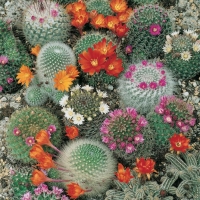 Cactus (Cactacee)