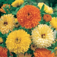 Calendula officinalis (Calendula)