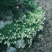 Campanula medium (Campanula)