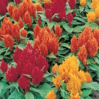 Celosia plumosa (Celosia a piuma)