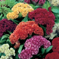 Celosia cristata (Celosia cresta di gallo)