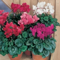 Cyclamen persicum (Ciclamino)