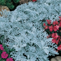 Senecio cineraria (Cineraria marittima)