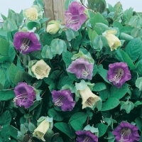 Cobaea scandens (Cobea scandens)