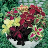 Coleus blumei (Coleus)