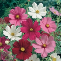 Cosmus bipinnatus (Cosmea bipinnata)