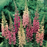 Digitalis purpurea (Digitale)