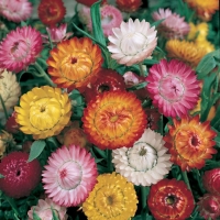 Helichrysum bracteatum (Elicriso)