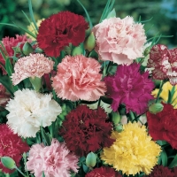 Dianthus caryophyllus (Garofano Chabaud)