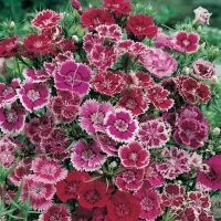 Dianthus chinensis (Garofano Cinese)