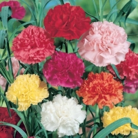 Dianthus caryophyllus (Garofano rifiorente)