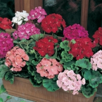 Pelargonium zonale (Geranio)