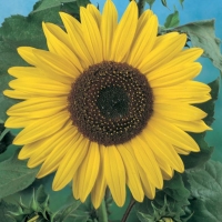 Helianthus annuus (Girasole gigante)