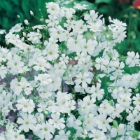 Gypsophila elegans (Gypsophila elegante)