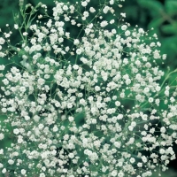 Gypsophila paniculata (Gypsophila paniculata)