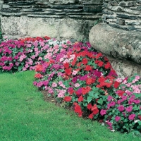 Impatiens walleriana (Impatiens)