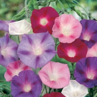 Ipomoea purpurea e rubrocerulea (Ipomea in miscuglio)