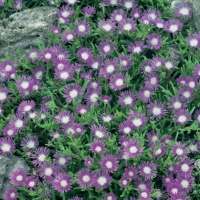 Mesembryanthemum criniflorum (Mesembriantemo tappeto magico)