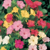 Mirabilis jalapa (Meraviglia o Bella di notte)