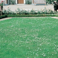 Bellis perennis (Margheritina semplice da prato)