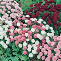 Bellis perennis (Margheritina doppia)