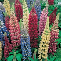 Lupinus polyphyllus (Lupino perenne)