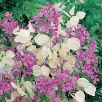 Lunaria annua (Lunaria)