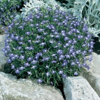 Lobelia erinus (Lobelia)