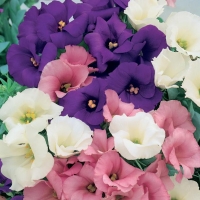 Lisianthus russelianus (Lisianthus)