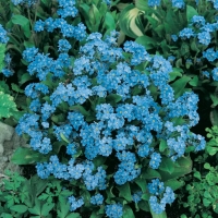 Myosotis alpestris (Miosotide)