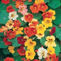 Tropaeolum majus (Nasturzio nano)