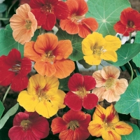 Tropaeolum majus (Nasturzio rampicante)