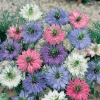 Nigella damascena (Nigella di Damasco)