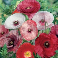 Papaver orientale (Papavero orientale)